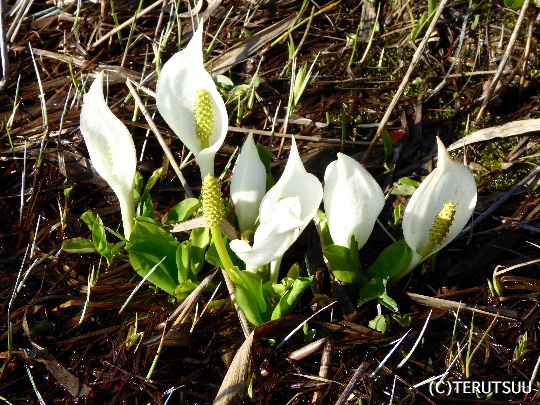 �o�D�����P�B�e �����P�����m��