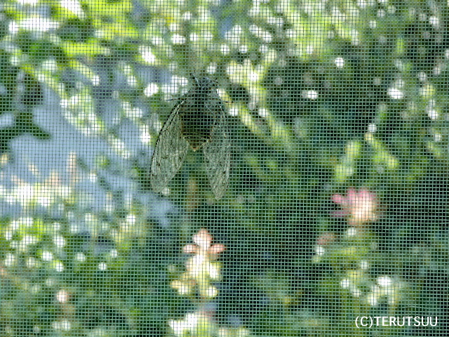 �o�D�����P �R�`�̉� ��