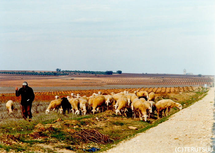 �o�D�����P�B�e ���E�}���`���̗r�̌Q�� �~���[�W�J���w���E�}���`���̒j�x�T���`��