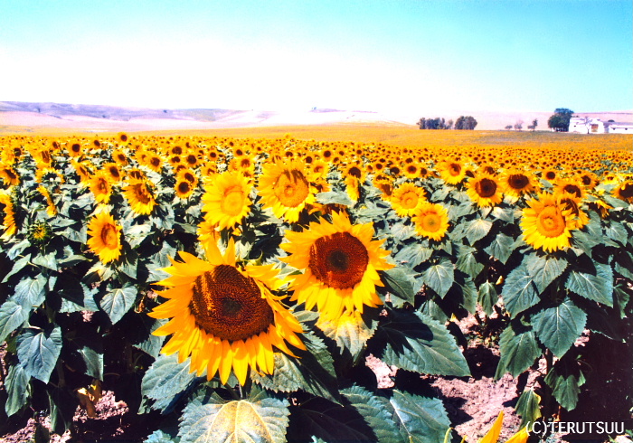 �o�D�����P�B�e �A���_���V�A�̂Ђ܂�蔨 �w���E�}���`���̒j�x�T���`��