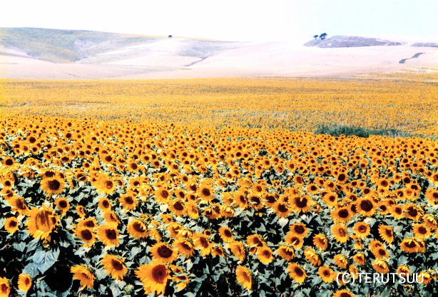 �o�D�����P �B�e �~���[�W�J���w���E�}���`���̒j�x�T���`���E�p���T �A���_���V�A�A�R���h�o�ߍx�̃q�}������